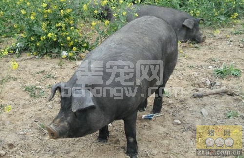 中国地方猪品种介绍-内江猪