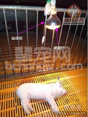 输精瓶和保温灯两妙用
