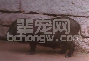 小香猪