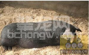 河北本地黑猪和北京黑猪的区别特点