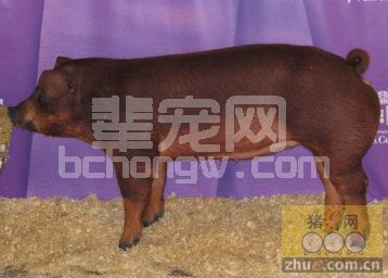 杜洛克猪的品种文化底蕴