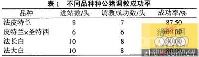 人工授精种公猪的调教方法（二）