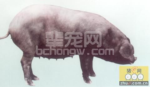 中国瘦肉猪新品系DⅦ号系母猪