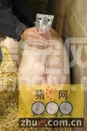 夏季不孕-- - 卫生、策略、公猪与精液储存