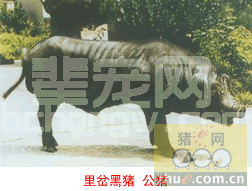 猪的新品种----里岔黑猪