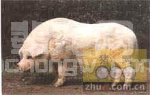 荣昌猪的历史、现状及发展对策