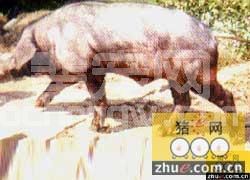 福建莆田黑猪