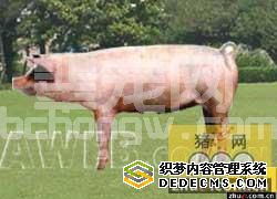 湖北白猪