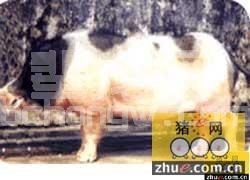 大花白猪