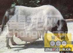华中两头乌猪