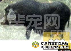 湖北当阳清平猪