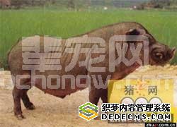 环江香猪
