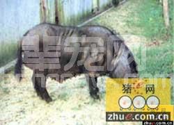淮猪