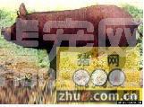 北京黑猪--母