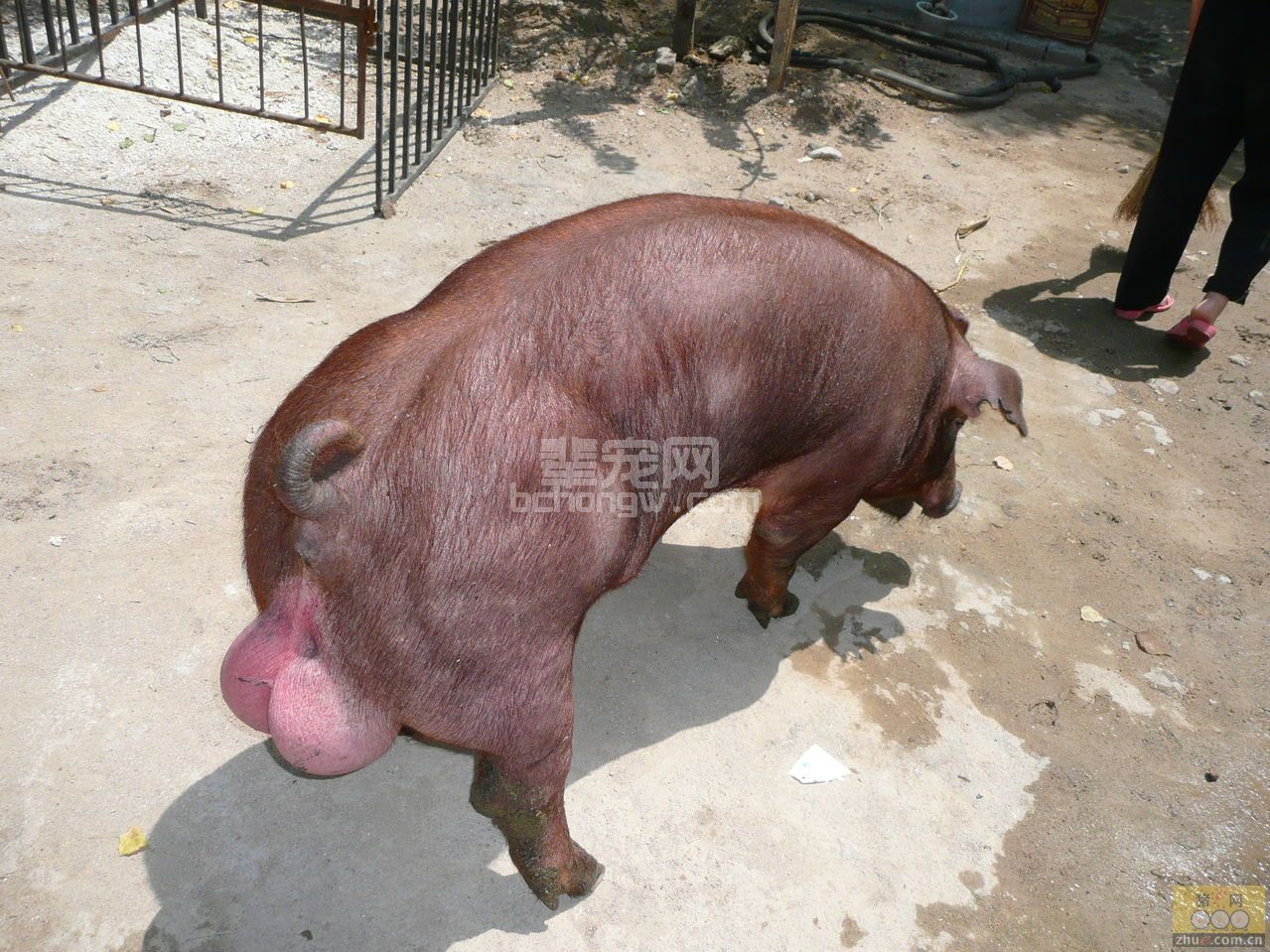 杜洛克猪