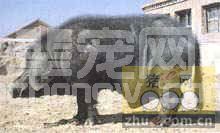 品种介绍--东北民猪