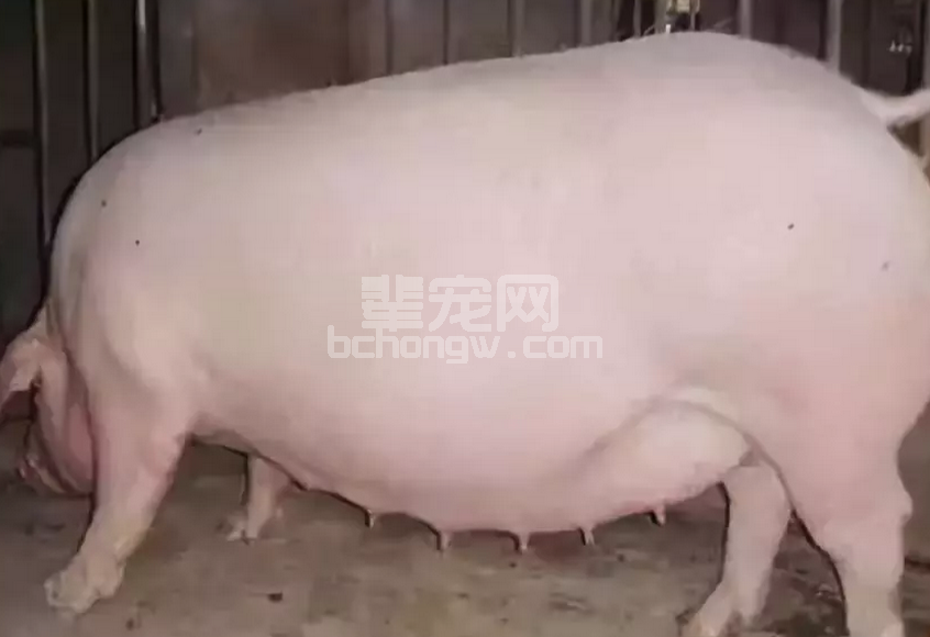 猪中暑后，千万不要乱打针！