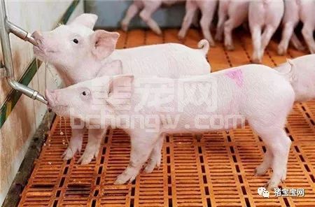 夏季喂猪的“五不要”，养猪人你都知道吗？