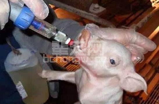 仔猪补铁可不是一个剂量补到底，还应注意这些问题！