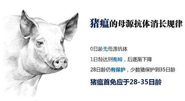 为什么我们拥有“最好的”猪瘟疫苗，养猪人依然深受猪瘟之害？