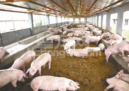 生物发酵养猪弊端凸显，如何实现环保养猪兼顾收益呢？