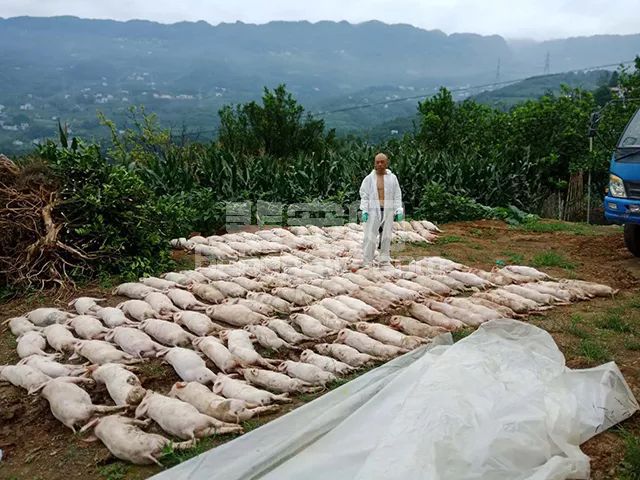养殖户的猪因为口蹄疫全死了，猪口蹄疫免疫失败究竟有多可怕？