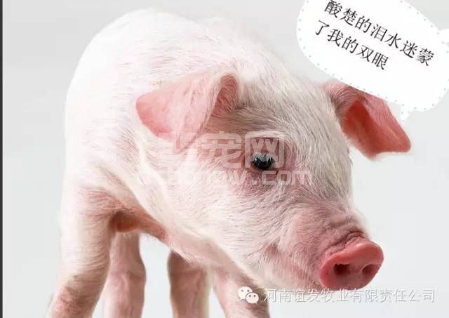 一只僵猪的临终遗言！
