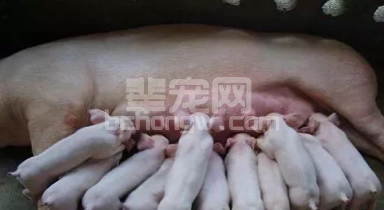 造成母猪流产的原因竟有它，不及时处理危害大！