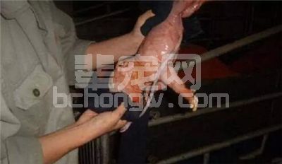 仔猪养殖25个秘诀，大型猪企都在用，难怪人家的仔猪成活率那么高！