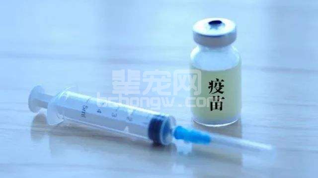 过剂量免疫是否更有效？这篇文章告诉你