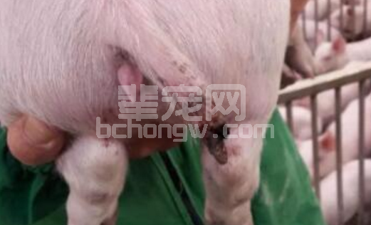 猪场未断尾的猪咬尾，如何在不断尾的情况下解决问题？