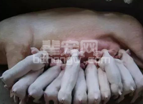 夏季新生仔猪低血糖症的发生与防治方法