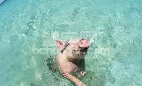 母猪生产力的隐性杀手 – 温湿度！