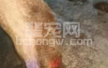 猪背部起红斑、蹄部流脓、反复发烧......