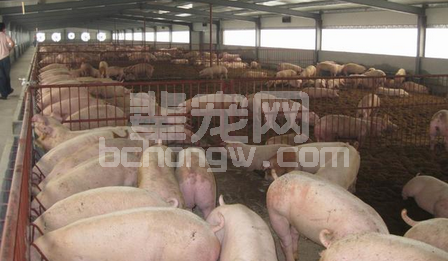 一个被家庭猪场忽视的“宝藏”你可知晓？