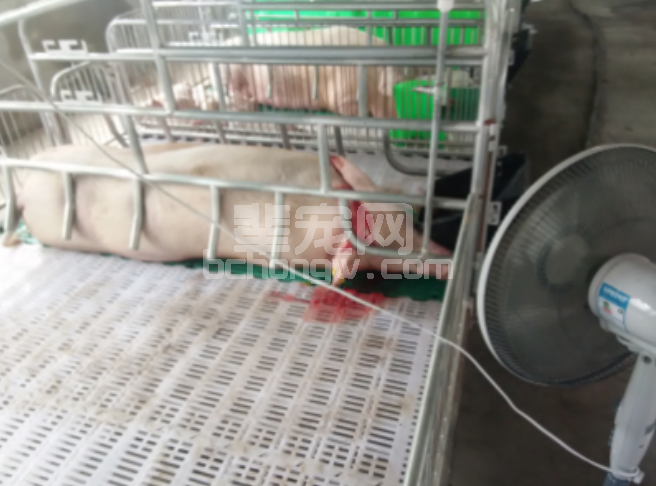 本周养猪人问猪病最多的5个问题（7.16-22）
