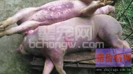 猪丹毒侵袭南方五省，养猪户要怎么预防和治疗？