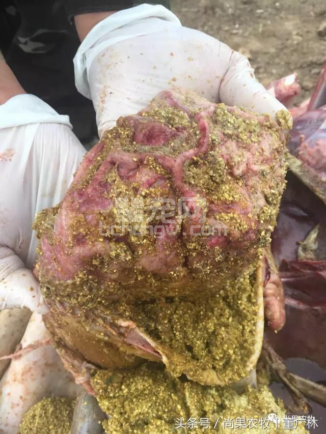 猪群频频出现胃溃疡和胃穿孔现象，怎么办？
