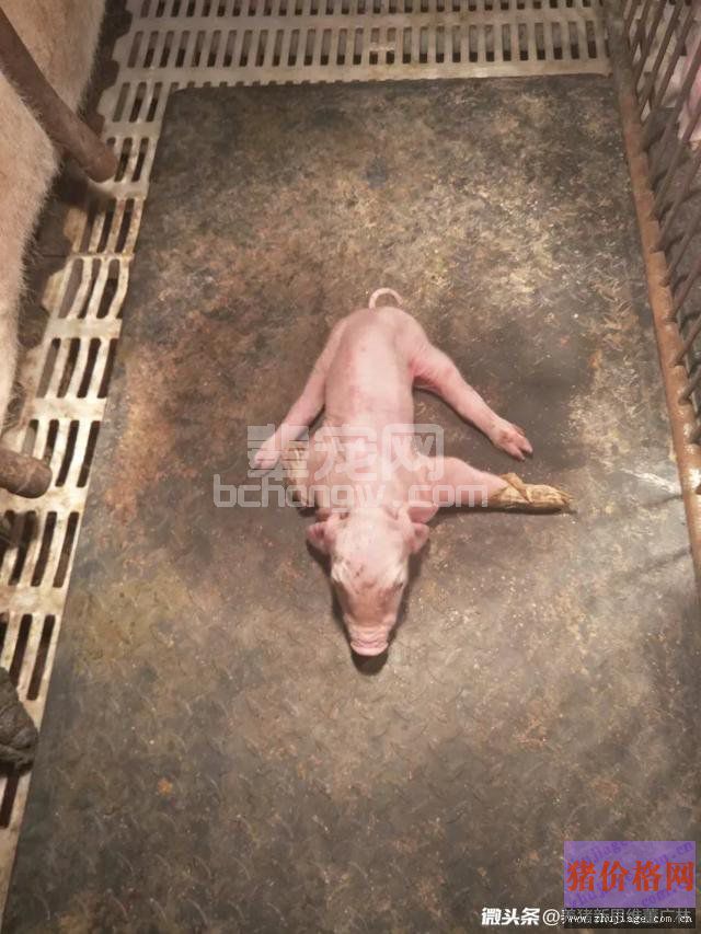 乳猪顽固性八字腿的防控经验及认知