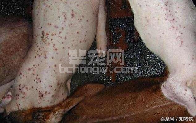 养猪场最常见6种病的诊断和实用防治方法，每个都是精髓