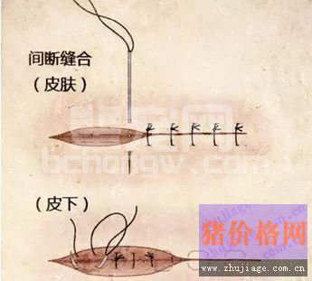 猪外科手术缝合你学会了吗?