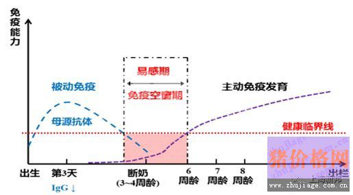 保育仔猪不好养，养猪场如何预防？