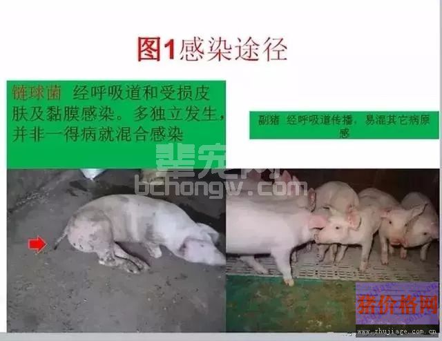 猪链球菌与副猪的鉴别诊断措施