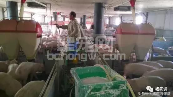 养猪场这些措施做得不到位，是目前猪病多发的一大原因