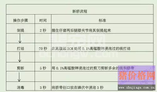仔猪断脐千万不能做的四件事！你做了没？