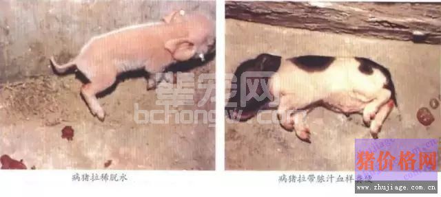 仔猪红痢怎么治？农大教授的方法让你脑洞大开