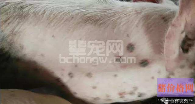董广林：养猪中如果遇到这种疑似丹毒病例怎么办？