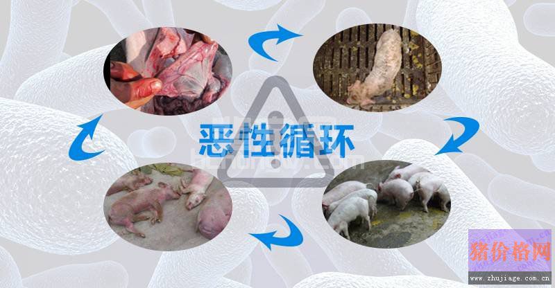 关注断奶仔猪腹泻，养猪户需要考虑这些