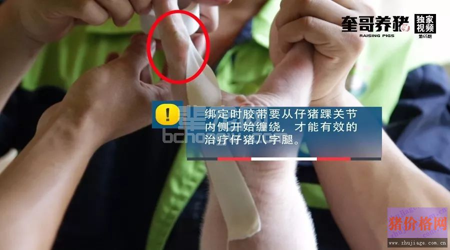 仔猪八字腿胶带修复矫正，看一遍就能学会！