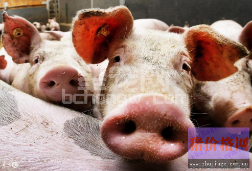 冬秋猪易患痢疾、咳嗽，简单2个中药方子解决所有问题！